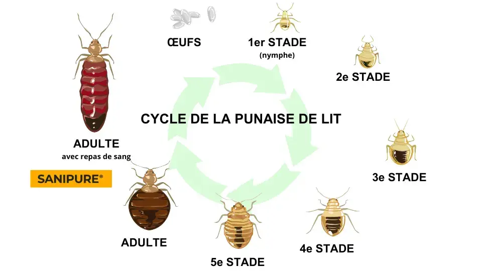 Punaises de lit : cycle de vie, reproduction et pourquoi elles sont si difficiles à éradiquer